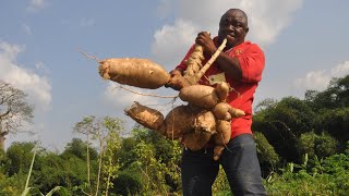 Le manioc  700 000000 la technique de production [upl. by Niasuh246]