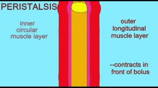 DIGESTIVE SYSTEM PERISTALSIS [upl. by Vannie]