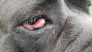 DOG CHERRY EYE Cause Remedy and Surgery Options [upl. by Nerfe345]