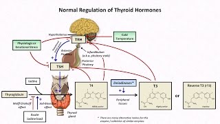 Thyroid Hormones and Thyroid Function Tests [upl. by Oirom]