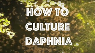 How To Culture Daphnia Magna [upl. by Airdni]