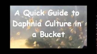 How to culture daphnia outside [upl. by Estell]