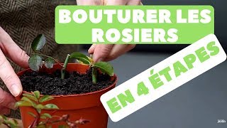 Bouturer des Rosiers 🌹 Quand et Comment faire  4 étapes [upl. by Aikahs154]