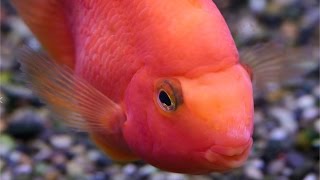 Understanding the Parrot Cichlid [upl. by Christmann]