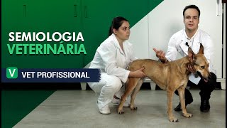 Semiologia Veterinária  VET Profissional [upl. by Kimitri]