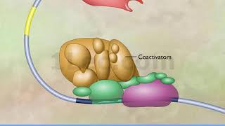 Transcription amp Enhancers [upl. by Cousin]