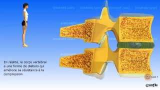 Le vieillissement de la colonne vertébrale [upl. by Eetnahc]