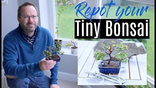 Bonsai care  Pruning and repotting Sageretia Theezans bonsai  healthy Chinese sweet plum [upl. by Orrocos]