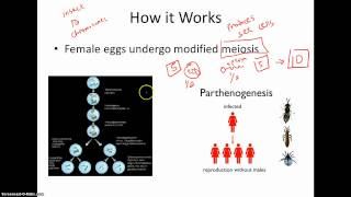 Parthenogenesis [upl. by Ruyam]