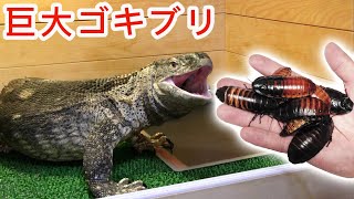 腹ペコのオオトカゲが大量の巨大ゴキブリを食い尽くす！！ [upl. by Packston780]