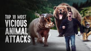 Top 10 Most Vicious Animal Attacks and How to Survive Them [upl. by Sorgalim154]