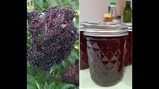 Elderberry Syrup  Harvest To Canned [upl. by Nonah761]