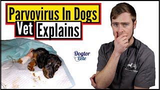 You NEED To Do This If You Want To Save Your Dog Suffering From Parvo  Vet Explains [upl. by Oilime765]