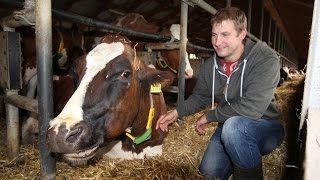 Bio und konventionell Blick in zwei MilchBauernhöfe [upl. by Puduns]