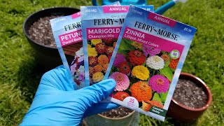 Planting Annual Flower Seeds in Containers  Marigolds Petunias and Zinnias [upl. by Noved707]