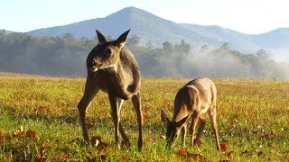 Whitetail deer blowing sound amp running away [upl. by Naginnarb]