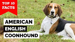 American English Coonhound  Top 10 Facts [upl. by Desiree]