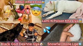 Lami N zher Kha Liya Serious Condition Hogye😰New Cow K Upper Attack Kiya Pitbull N😡Snowfall🧊Hone Lge [upl. by Notsahc310]