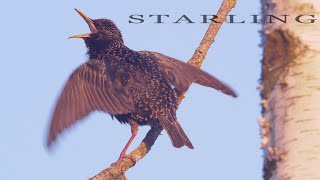 Bird sounds Common Starling singing in spring [upl. by Cornelie]