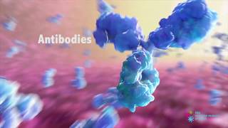 Antibodies and Their Function [upl. by Finah]