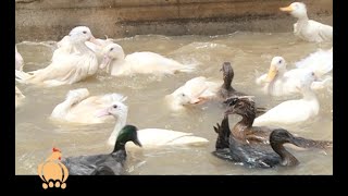 Duck farming guide for agribusiness cheaper and simple  Poultry Part 1 [upl. by Anitsyrc]