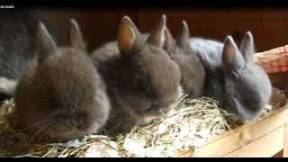 Netherland Dwarf Cute Adorable Baby Rabbits Babies [upl. by Jael]