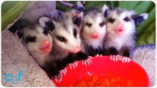 Baby Possums Eat Watermelon [upl. by Retsehc457]