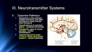 Cog Neuro  Lecture 6 Neurotransmitter Systems [upl. by Olnay658]