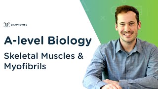 Skeletal Muscles amp Myofibrils  Alevel Biology  OCR AQA Edexcel [upl. by Latreece]