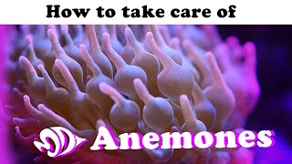 Sea Anemones A How to Guide for Selection Care and Feeding [upl. by Steffin356]