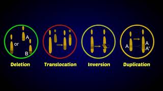 Chromosomal Aberrations [upl. by Silrak55]