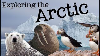 Exploring the Arctic for Kids Arctic Animals and Climates for Children  FreeSchool [upl. by Connelly924]