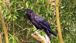 Kolkrabe Corvus corax [upl. by Winwaloe5]