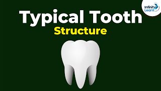 Structure of a Typical Tooth  Dont Memorise [upl. by Noletta]