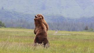 Alaska Grizzly vs Grizzly bear fight [upl. by Calley397]