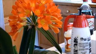 Pollinating a Clivia Flower by Clivia USA [upl. by Dnomso]