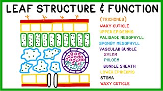 Leaf Structure and Function [upl. by Ila]