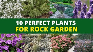 10 Perfect Plants for a Rock Garden 👌 [upl. by Enyrehtac646]