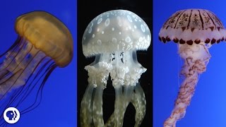 Are Jellyfish the Weirdest Animals In the Ocean [upl. by Ahen646]