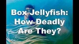 Box Jellyfish The Truth About These Deadly Jellyfish [upl. by Bray]