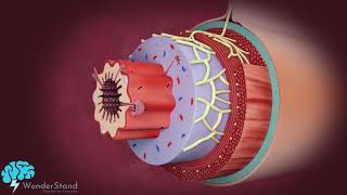 Layers of the alimentary canal [upl. by Enirahtak]