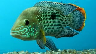 Aggressive Green Terror Cichlid [upl. by Dibri885]