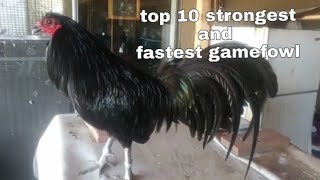 TOP 10 STRONGEST AND FASTEST GAMEFOWL [upl. by Wilhelm]