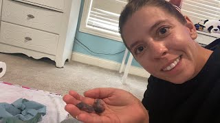 How to keep baby mice alivefirst feeding HELP [upl. by Ellenrahc]