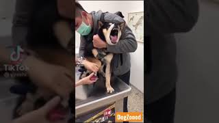 Shiba Inu let’s out horrifiying scream while getting nails clipped [upl. by Hochman]