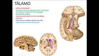 VÍDEO AULA DE TÁLAMO NÚCLEOS E CONEXÕES [upl. by Mendy]