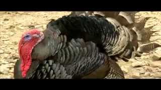 Smart Farm Turkey Farming [upl. by Tiphani]