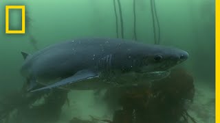 The Cookiecutter Shark  Sharks of Bermuda Triangle [upl. by Karil]