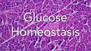 A2 Biology Glucose homeostasis Pancreas and Liver [upl. by Hiroshi93]