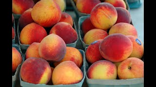 Peaches 101  Health Benefits of Peaches [upl. by Ithaman]